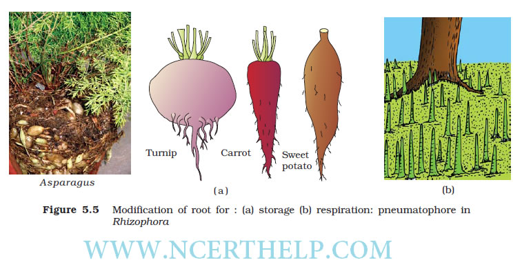 read molecular diversity in