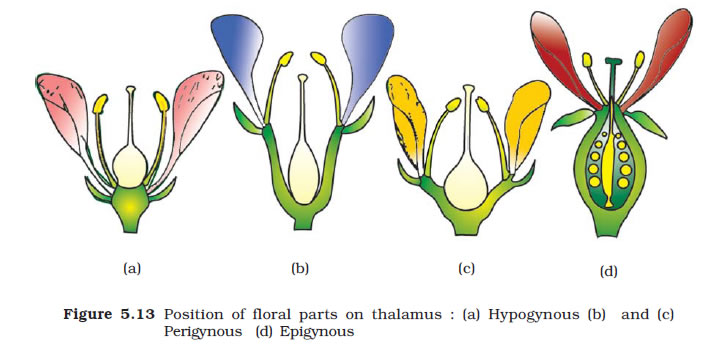 the cnidaria past present and future the world of