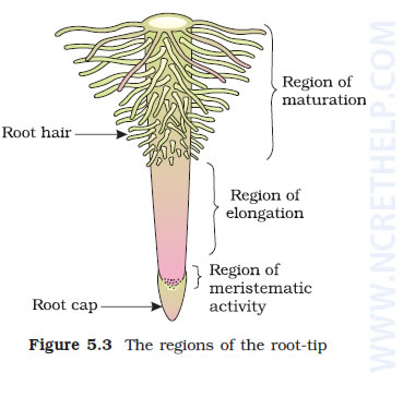 surface membranes of specific cell types mammalian