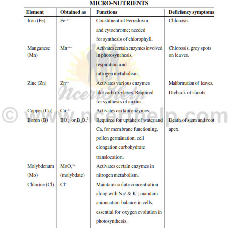 Mineral Chart Nutrition