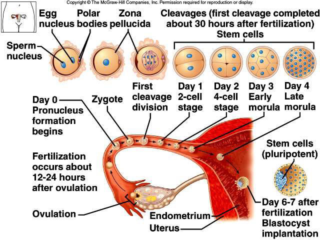 process of conception and implantation