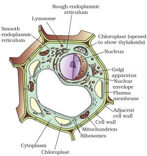 plant cell diagram