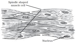 Smooth muscle fibres