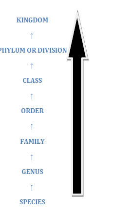 Taxonomic categories