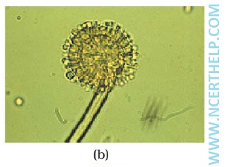 Ascomycets (sac fungi)