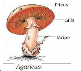 agricus