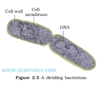 bacteria