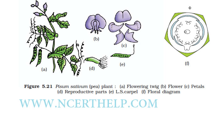 Fabaceae (Pulse Family)