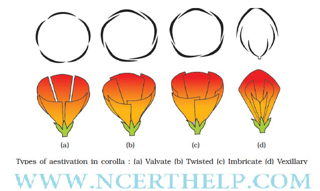 Types of aestivation