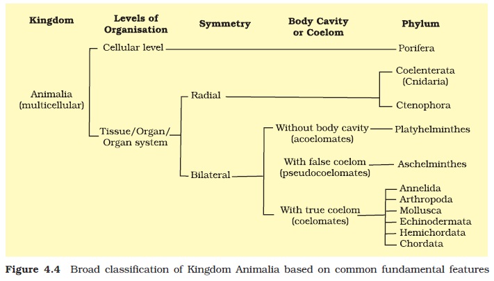 Animal Kingdom Classification System Class 11 Notes Download Pdf