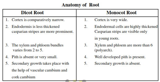 The ground tissue system