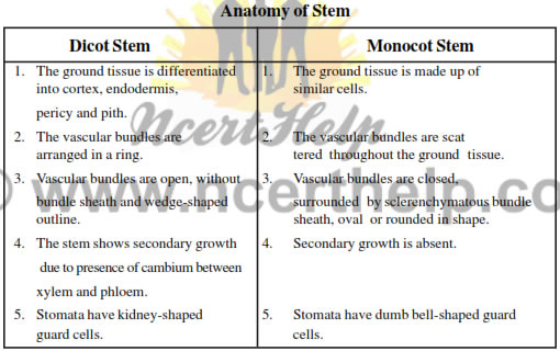 Epidermal tissue system