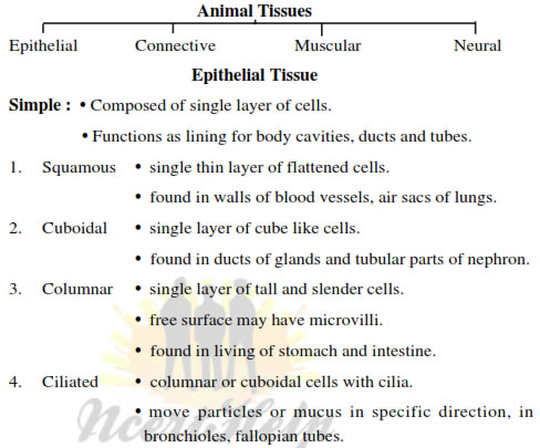 Flow Chart Of Animal Tissue Class 9