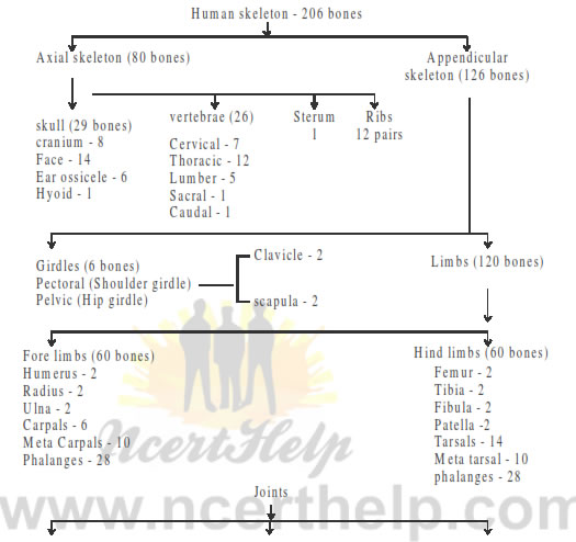 Class10th – Pelvic girdle and pectoral girdle, Locomotion and Movement  (Hindi)