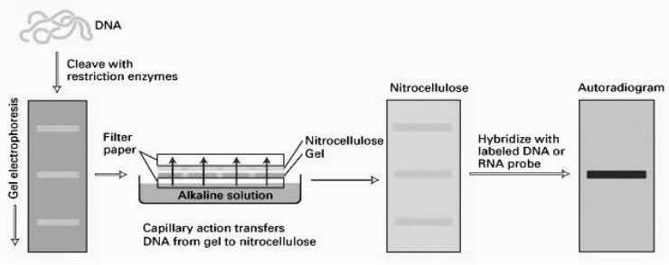 In Southern blotting
