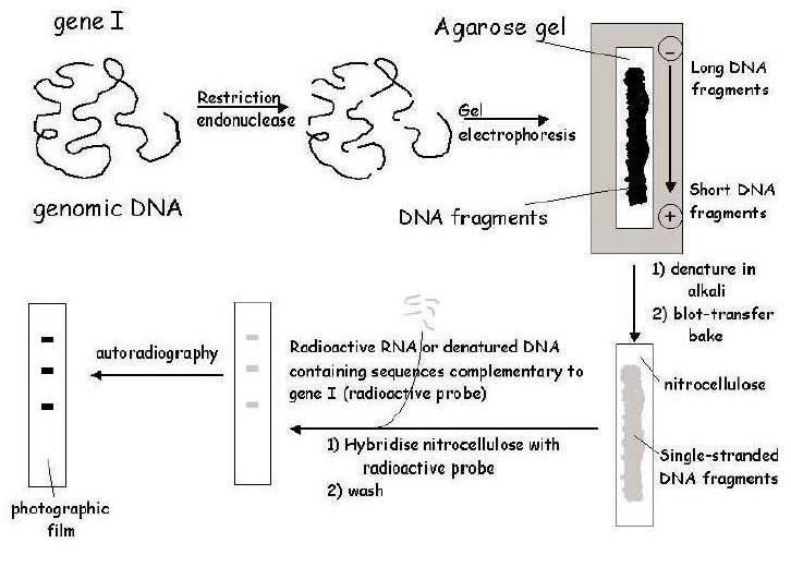 DNA hybridisation The membrane is washed to remove non-specifically bound probe, and is then exposed to X-ray film - a process called autoradiography. The principle of Southern blotting 