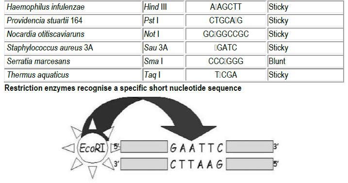 Names of restriction endonucleases