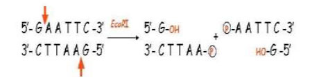 DNA strand