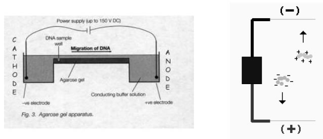 Electrophoresis