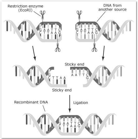 The resulting recombinant plasmid is returned to the bacterial cell.