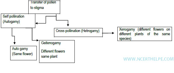 Flow Chart Of Reproduction