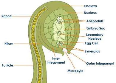 female reproductive organ