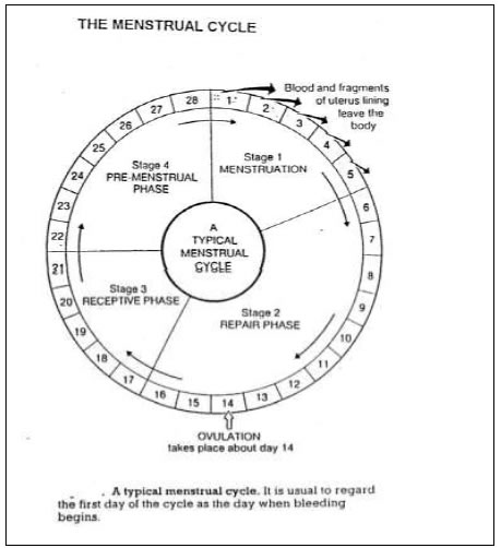 Functional Activities of FSH and LH