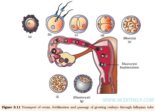 HOW PREGNANCY OCCURS