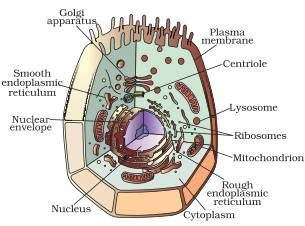 Draw a labelled diagram of a animal cell.