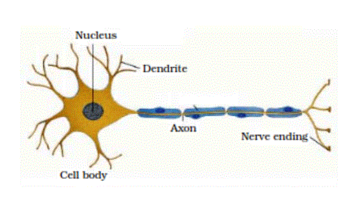 Draw a labelled diagram of a neuron
