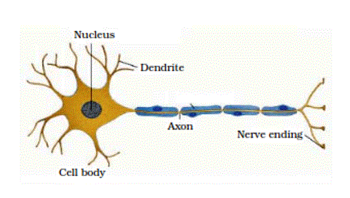 The Neuron